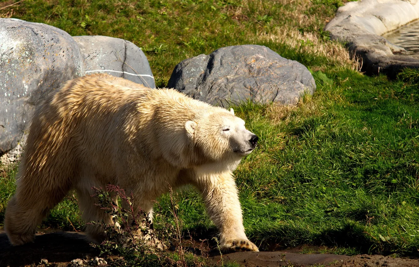 Photo wallpaper animal, polar bear, Metro Toronto Zoo