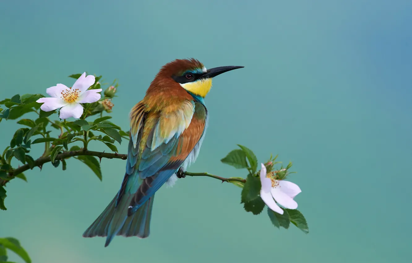Photo wallpaper nature, bird, branch, briar, flowering, European bee-eater, Kalin Botev