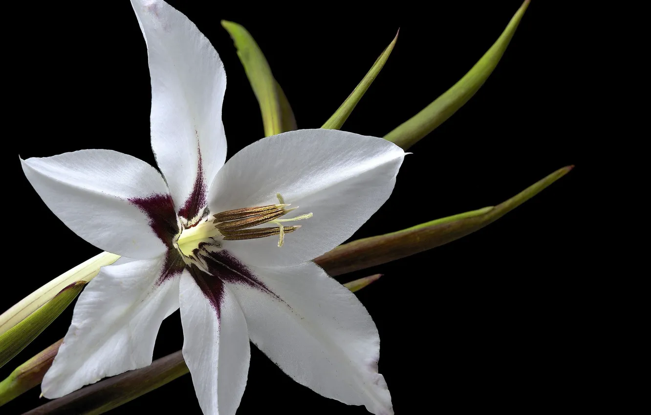 Photo wallpaper petals, black background, exotic, picture, white flower, light and shadow