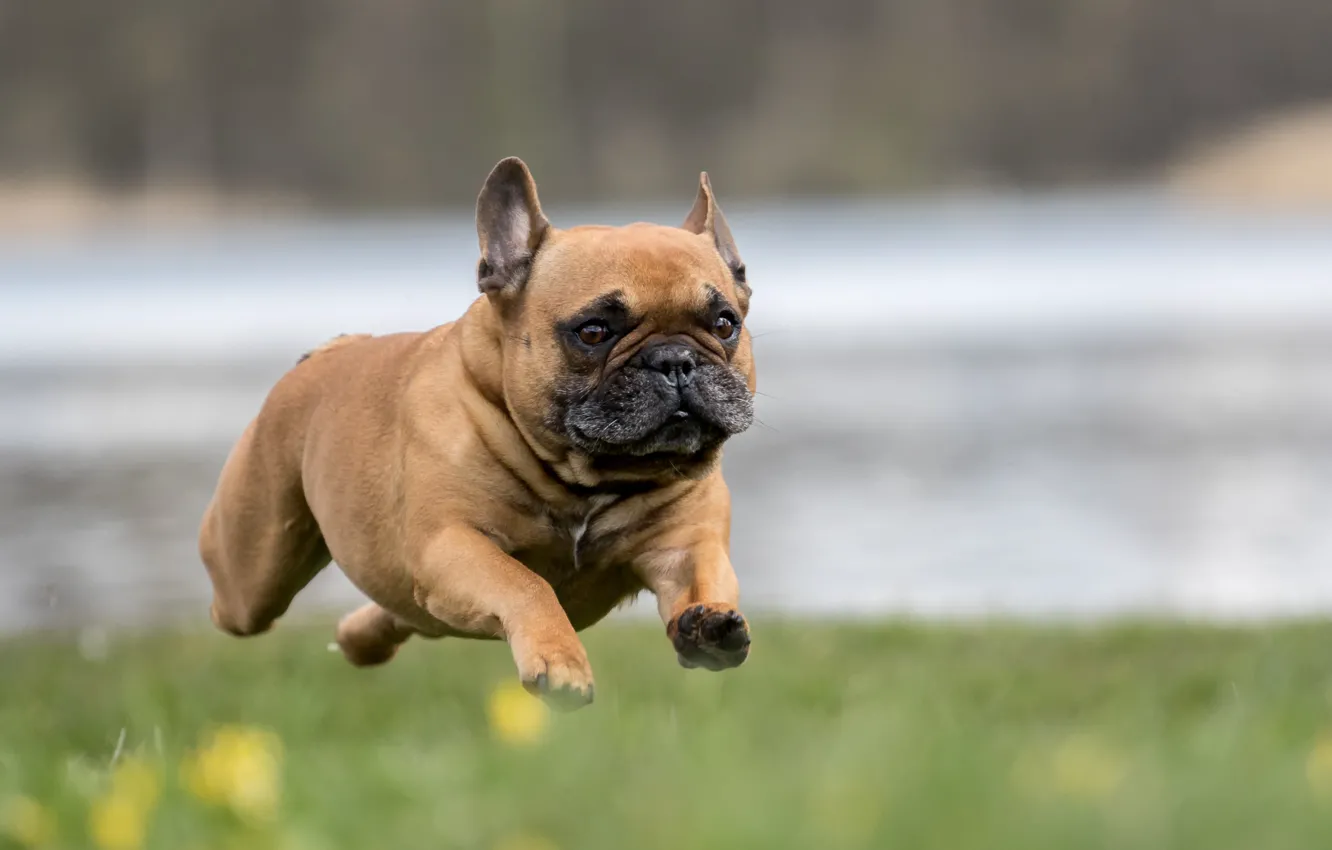 Photo wallpaper dog, running, flying french bulldog