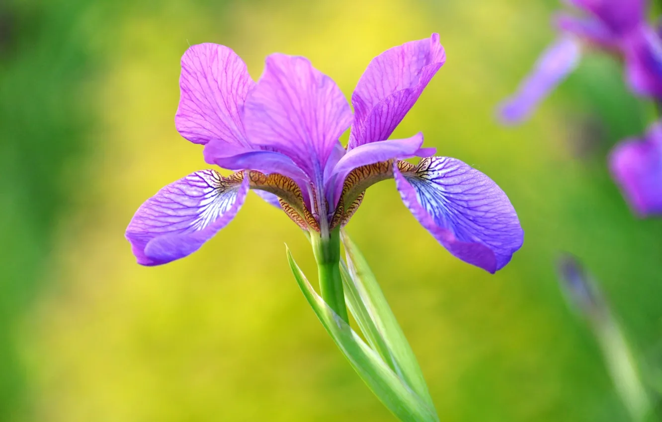 Photo wallpaper purple, macro, beauty, petals, iris