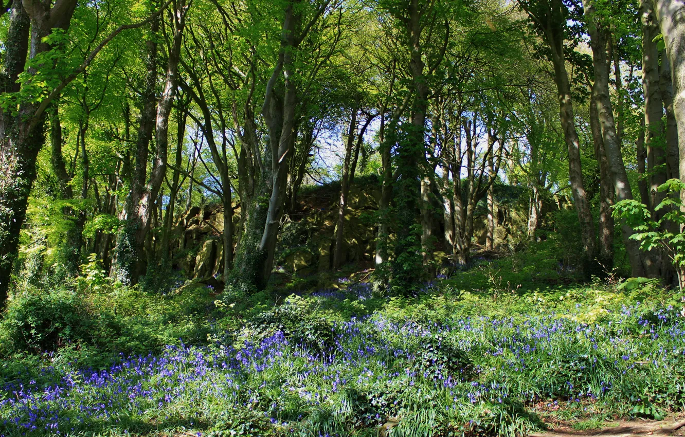 Photo wallpaper grass, trees, flowers, Park, Ireland, Scrabo Country park