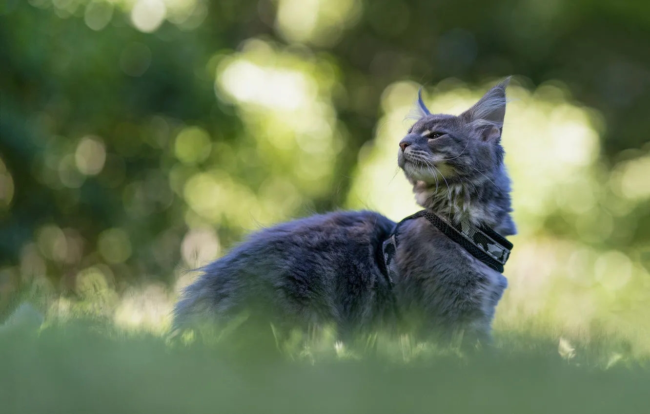 Photo wallpaper cat, look, nature, pose, grey, collar, kitty, face