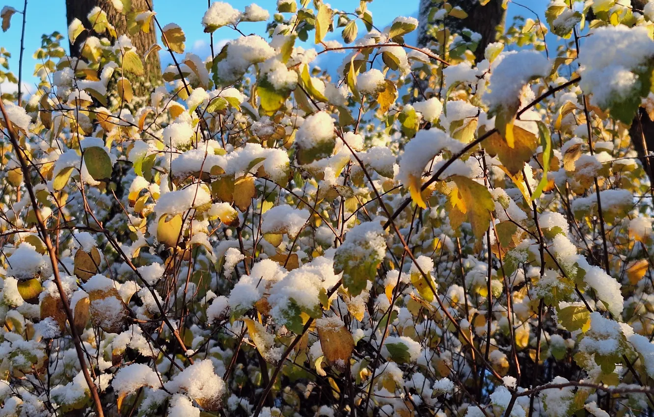 Photo wallpaper autumn, listopad, Krzak, Leaves, Snow
