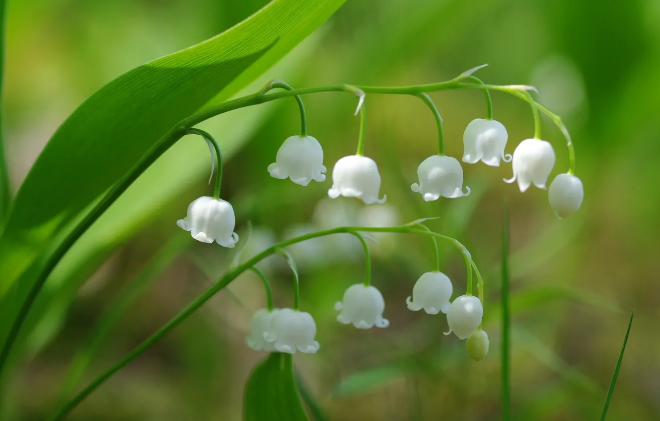 Photo wallpaper macro, spring, lilies of the valley