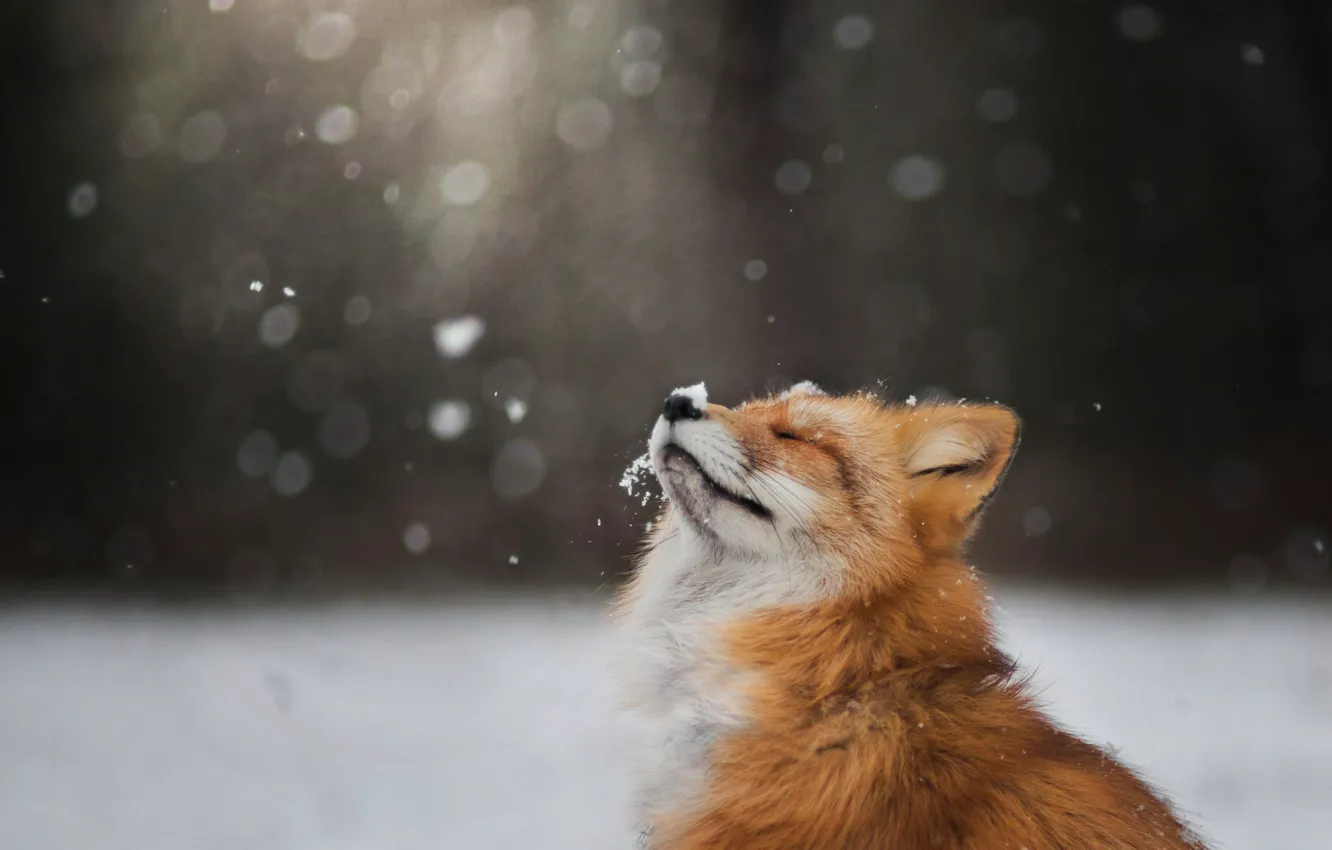 Photo wallpaper winter, face, snow, Fox, Fox