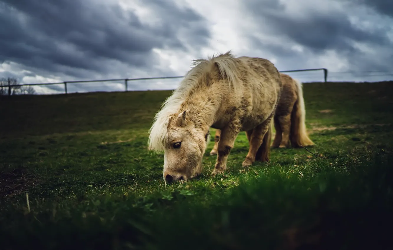 Photo wallpaper summer, nature, pony