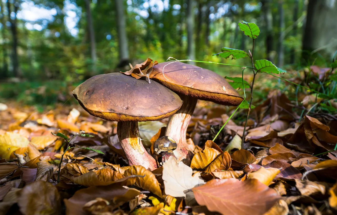 Photo wallpaper nature, mushrooms, closeup