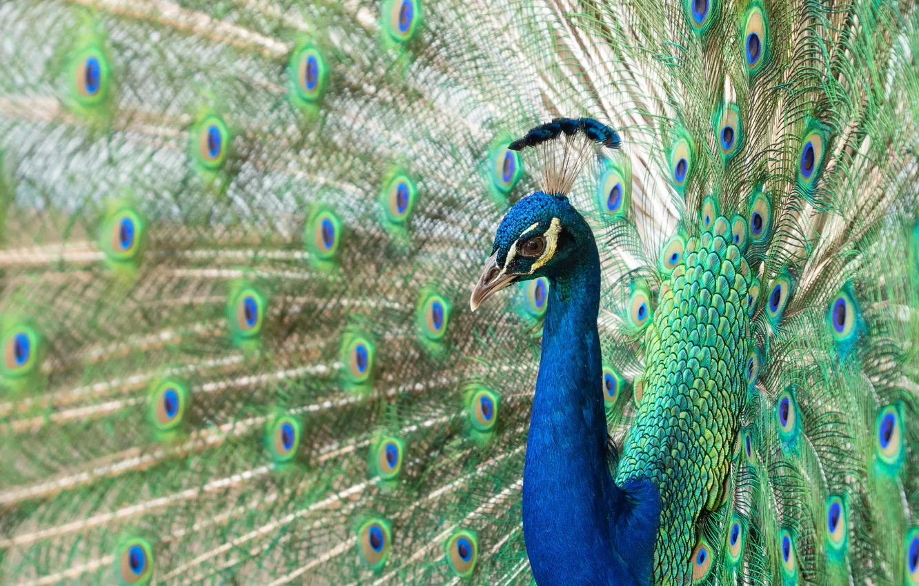 Photo wallpaper look, bird, portrait, feathers, tail, peacock, opened