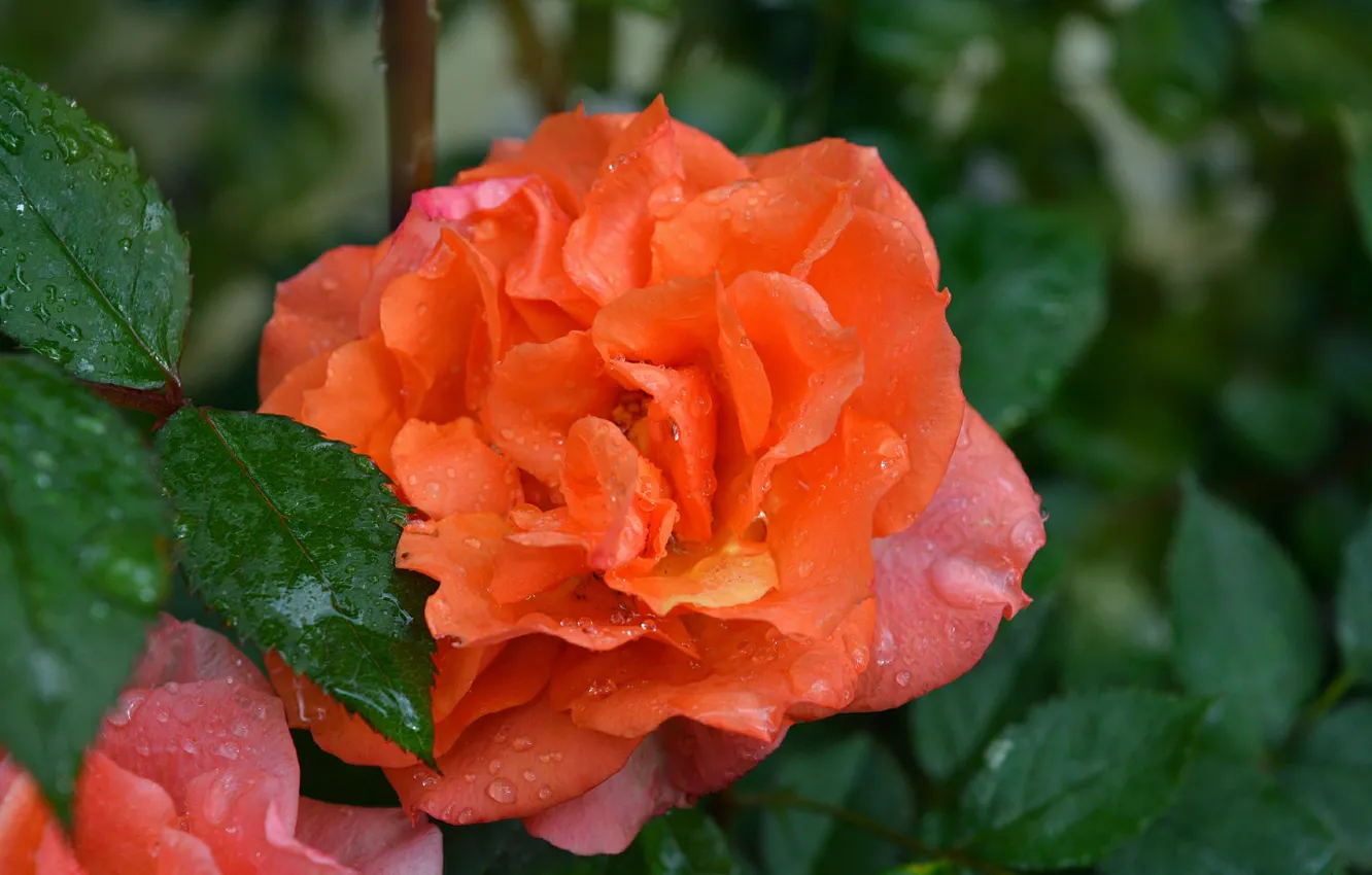 Photo wallpaper Rose, Drops, Rain drops, Orange rose, Raindrops