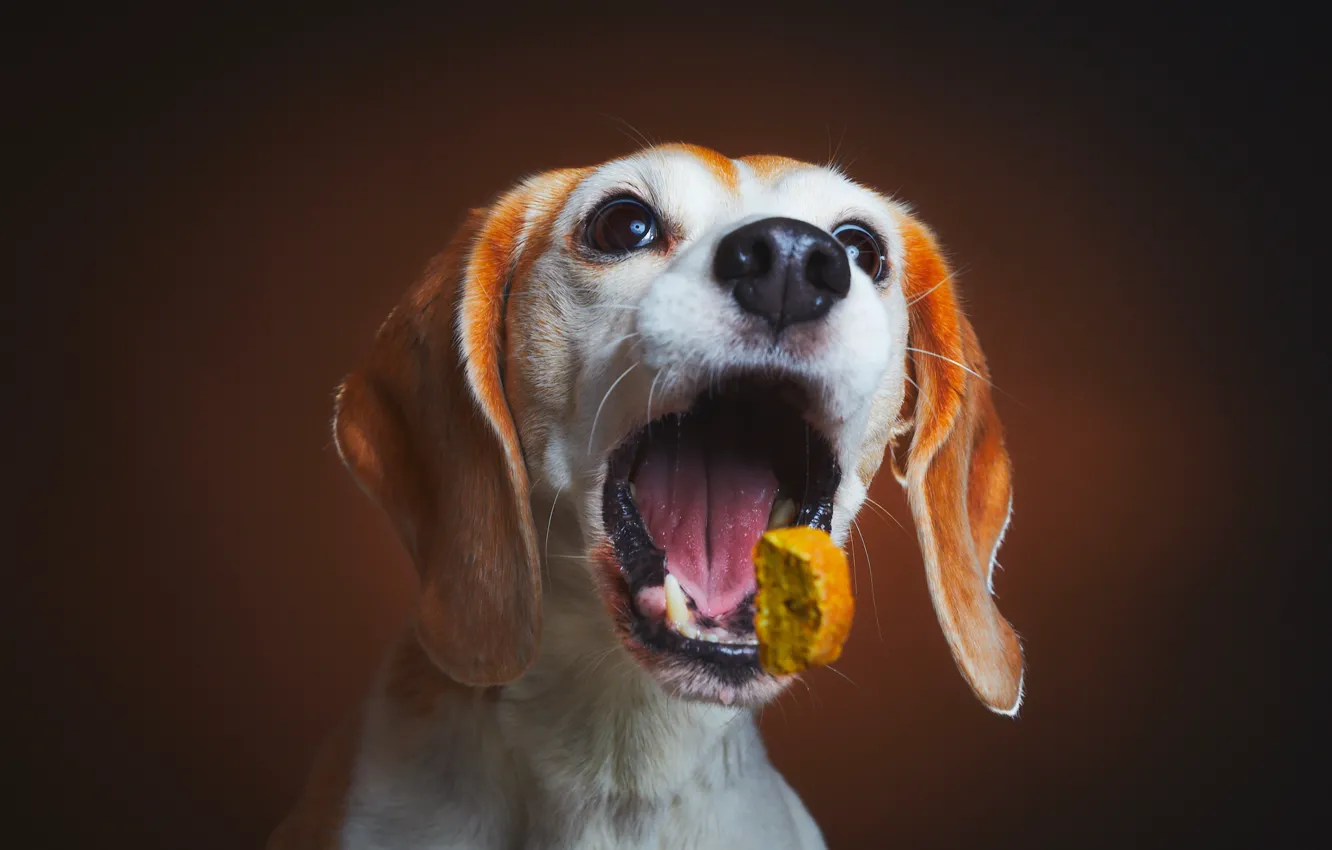 Photo wallpaper each, food, dog