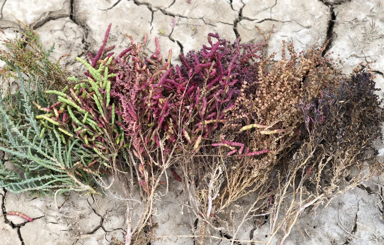 Photo wallpaper autumn, Azov, soleros