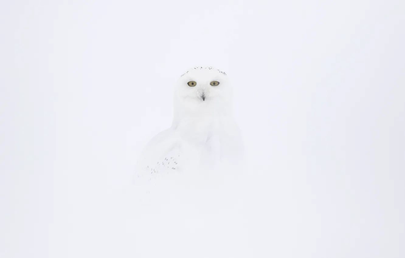 Photo wallpaper owl, disguise, White on white