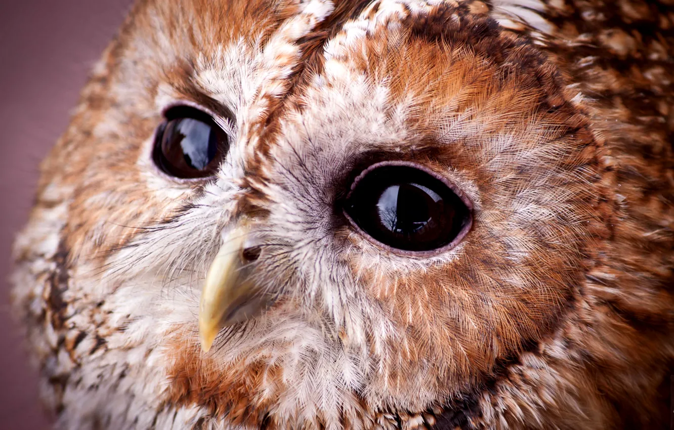 Photo wallpaper look, owl, portrait, muzzle, sovushka, Gray owl, Tawny Owl, Strix aluco