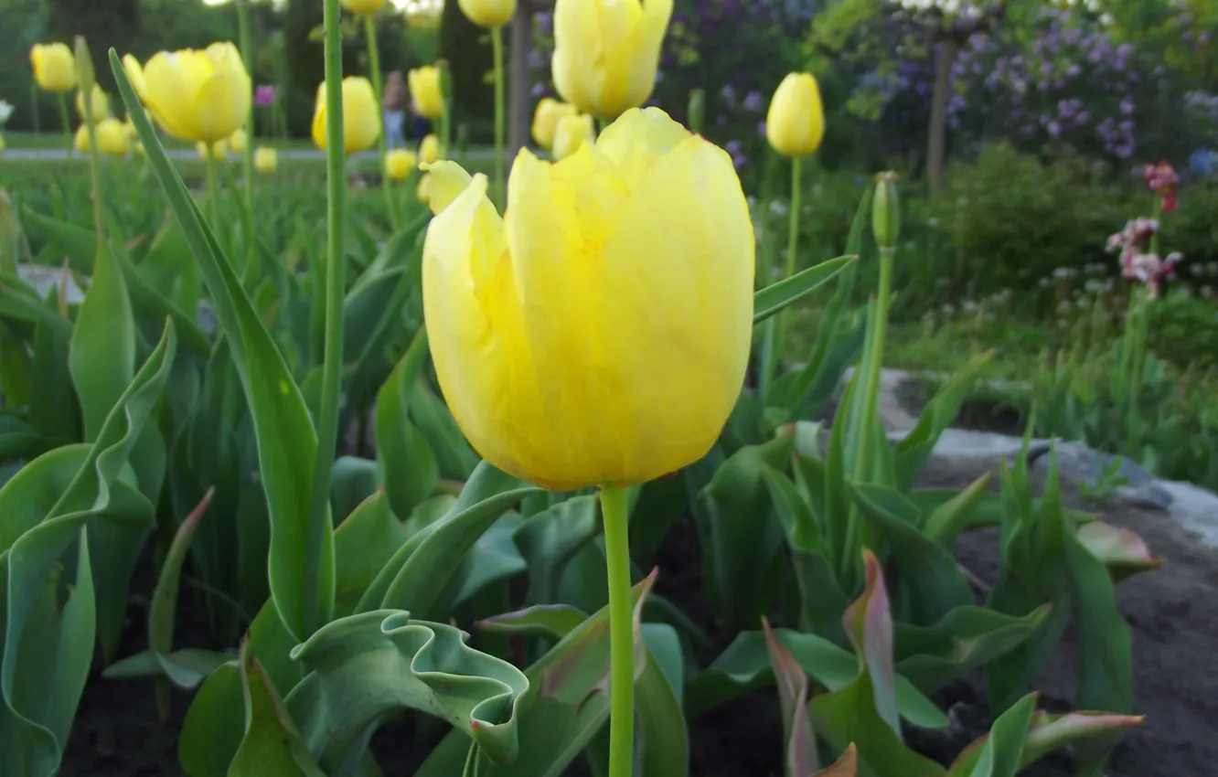 Photo wallpaper Yellow, Tulip, Yellow Tulip