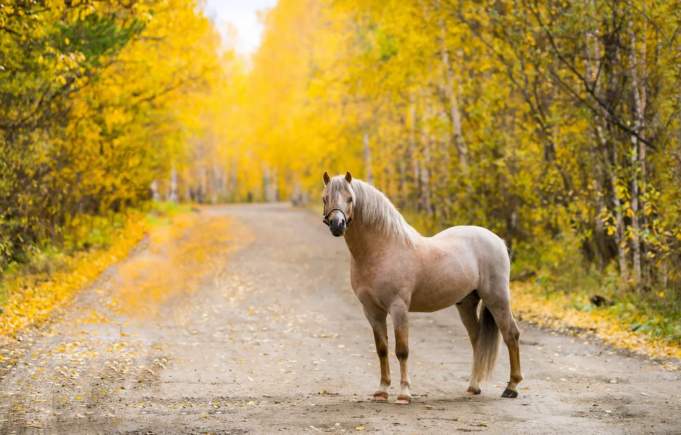 Photo wallpaper road, autumn, horse