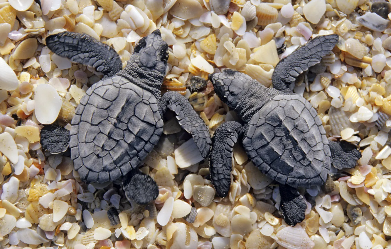 Photo wallpaper shore, two, small, shell, turtles