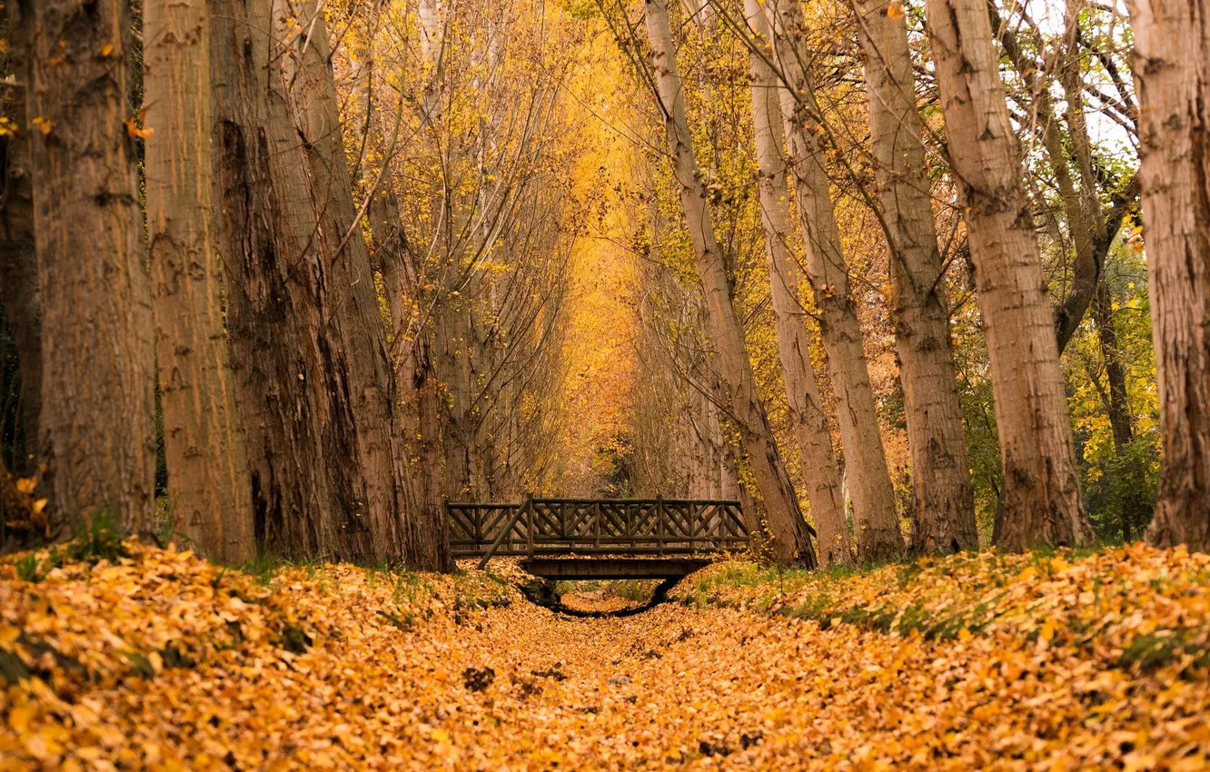 Photo wallpaper autumn, forest, leaves, trees, bridge