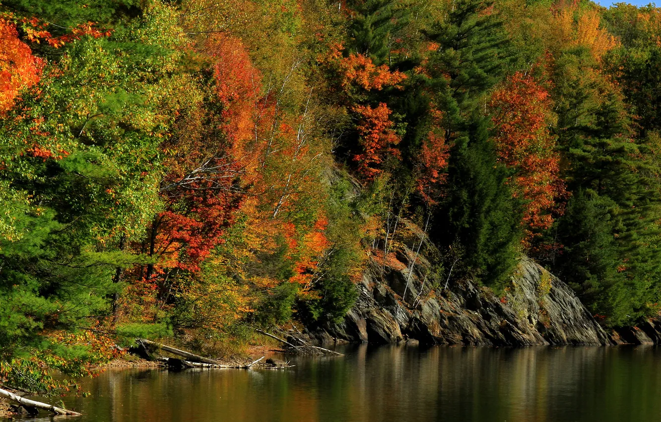 Photo wallpaper autumn, forest, trees, river