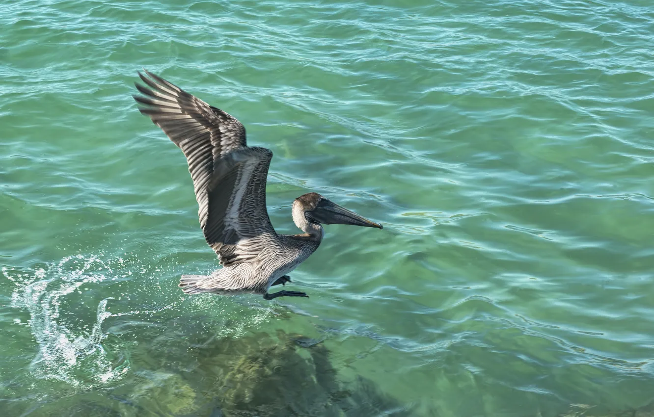 Photo wallpaper water, bird, wings, beak, Pelican