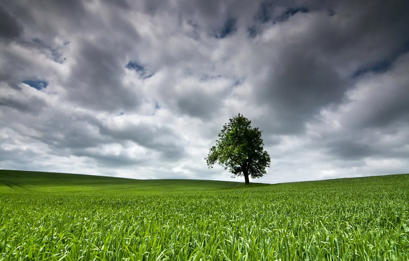 Photo wallpaper field, trees, landscape