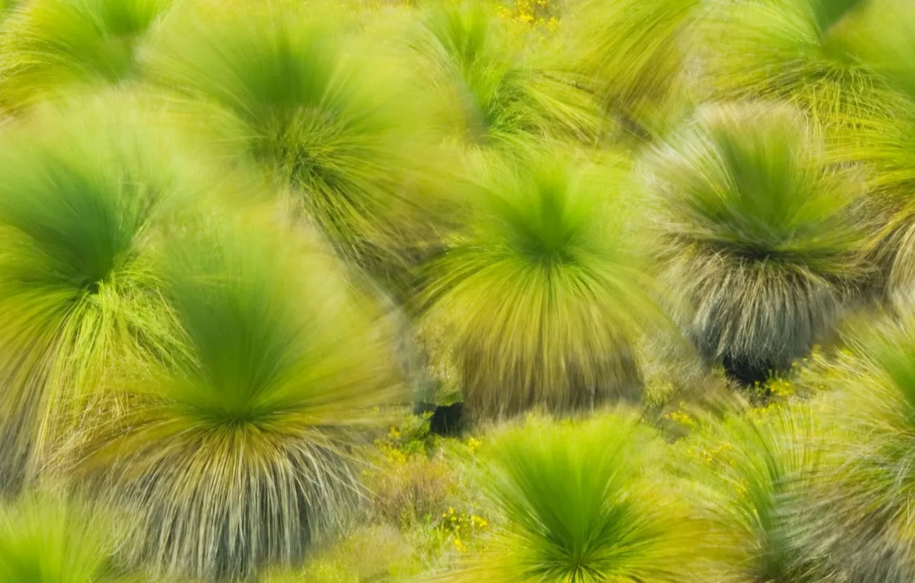 Photo wallpaper grass, nature, the wind, paint, Western Australia, Between lancelin