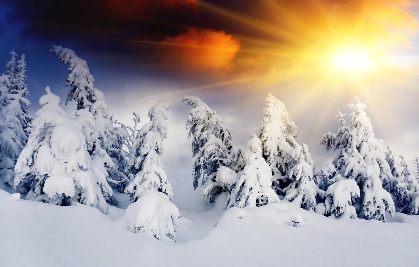 Photo wallpaper winter, forest, the sun, snow