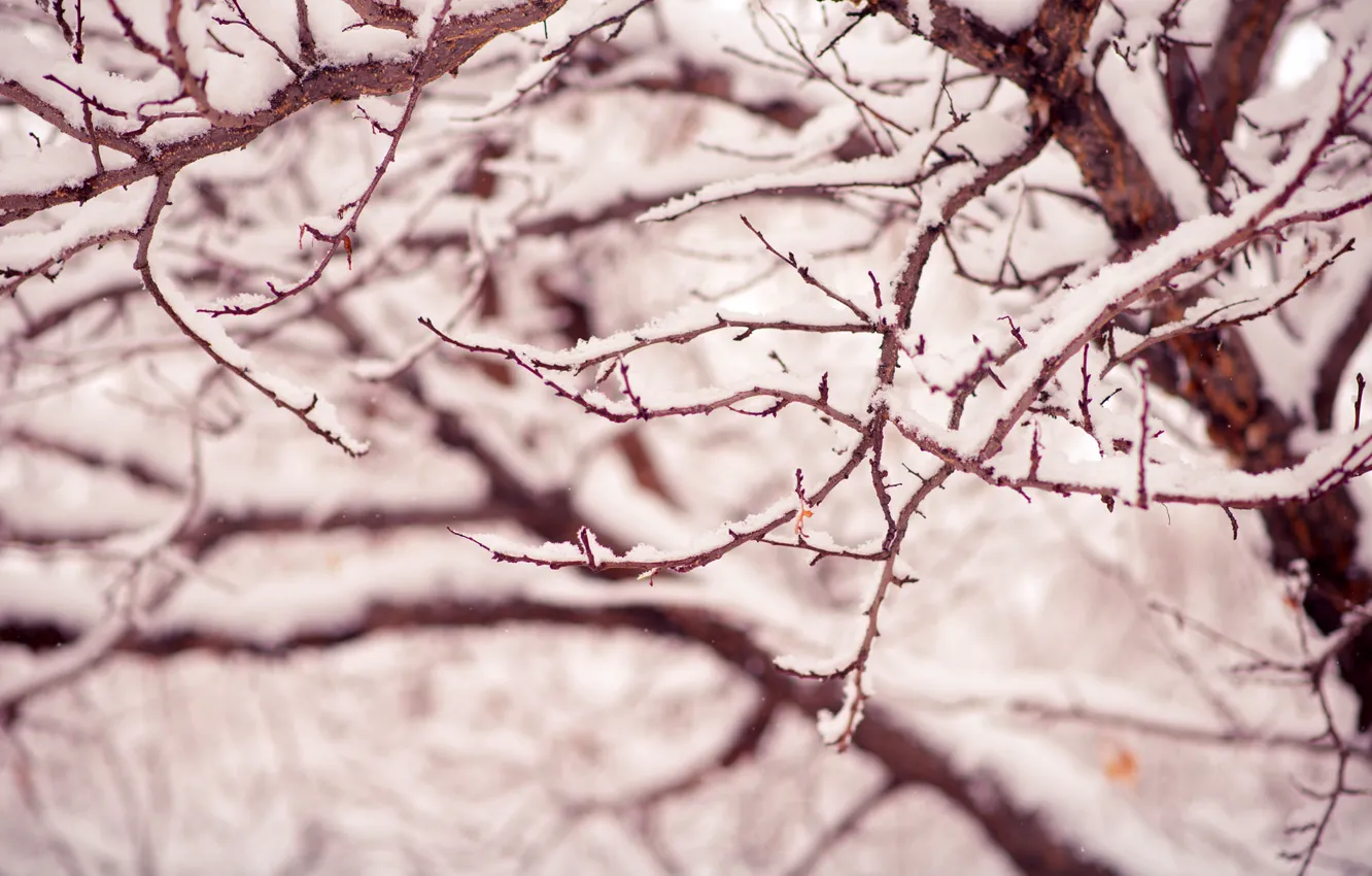 Photo wallpaper winter, macro, snow, trees, branches, nature, tree