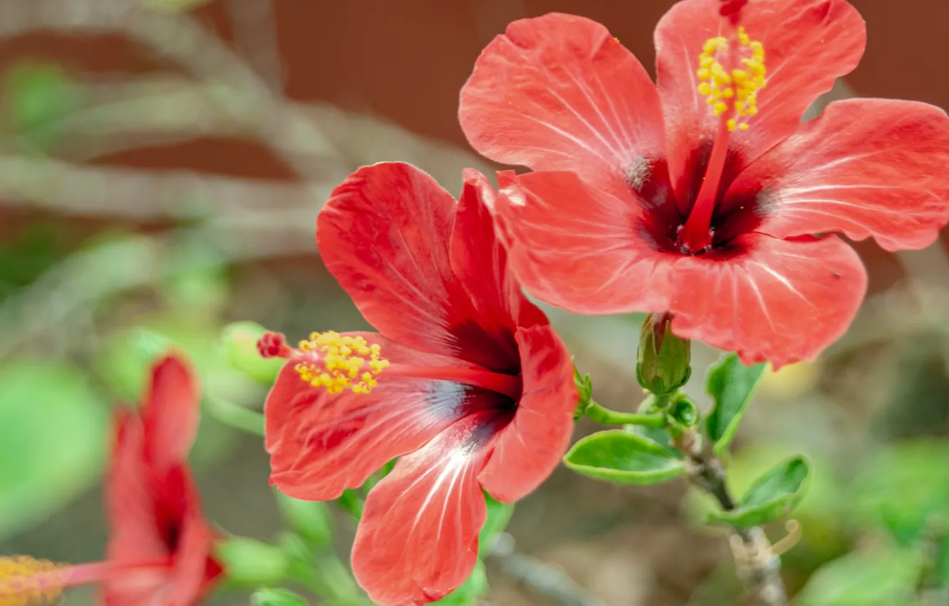 Photo wallpaper flowers, red, hibiscus