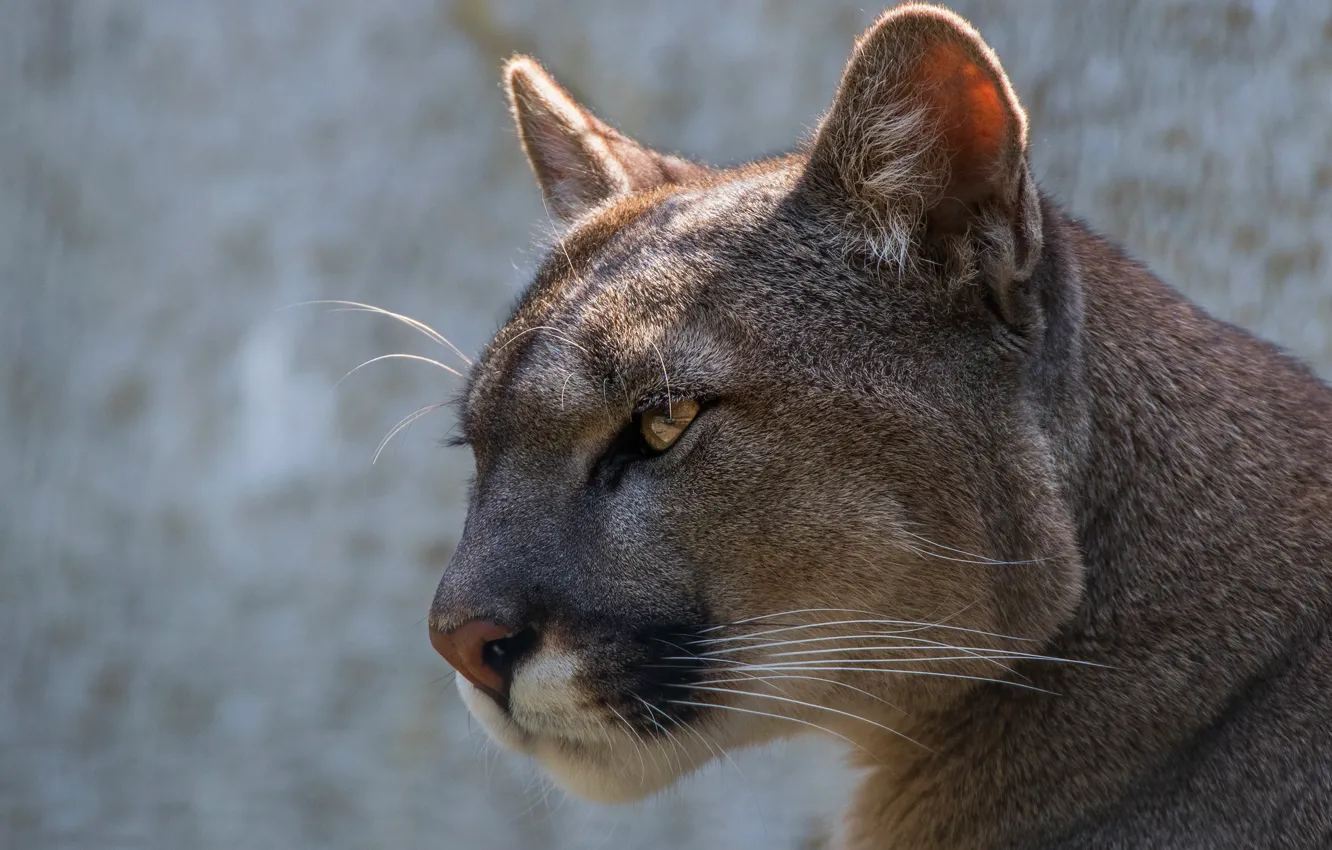 Photo wallpaper cat, eyes, look, face, close-up, grey, background, portrait