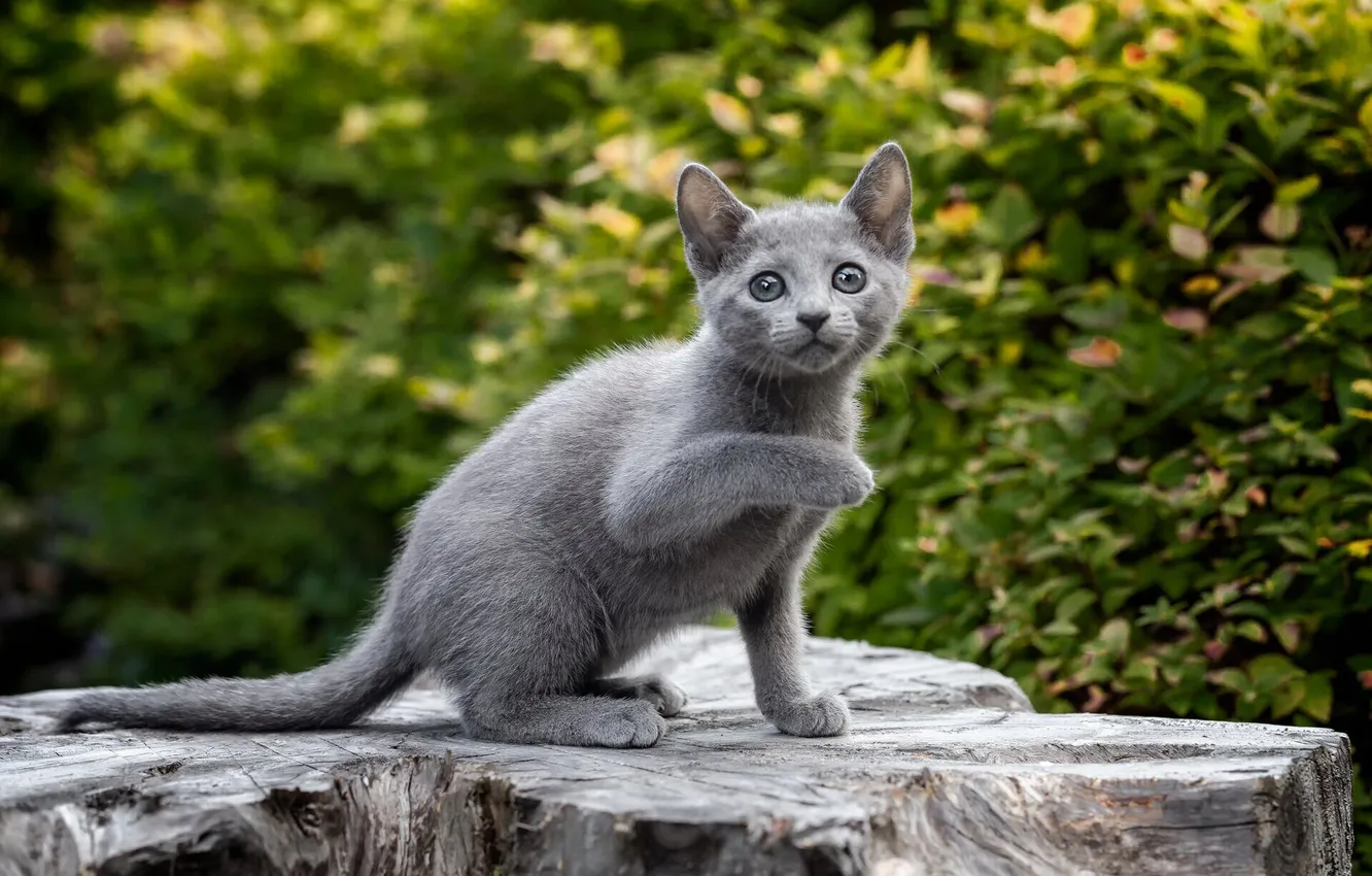 Photo wallpaper cat, look, pose, sweetheart, kitty, face