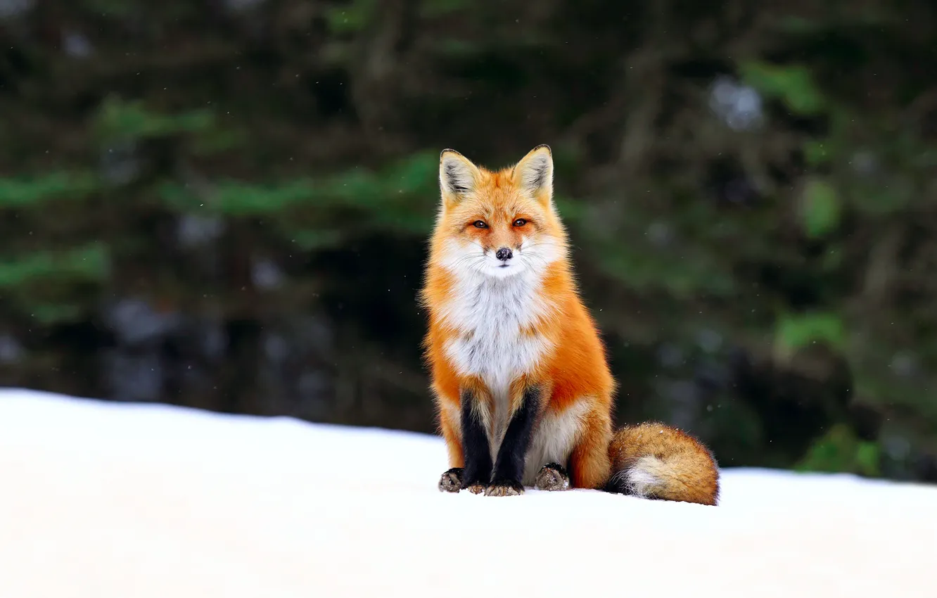 Photo wallpaper winter, forest, snow, Fox, Fox