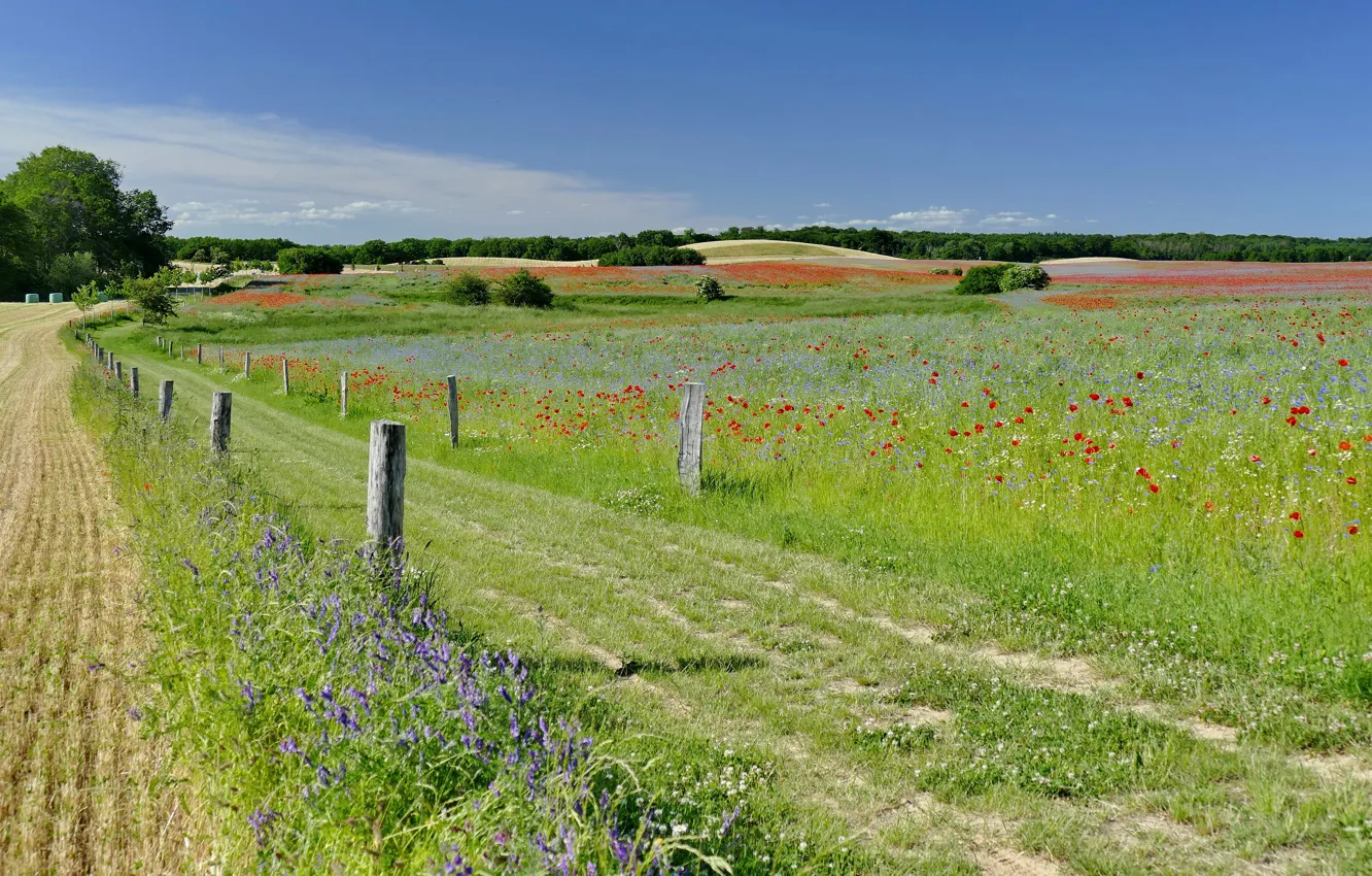 Photo wallpaper road, greens, field, forest, summer, the sky, grass, trees