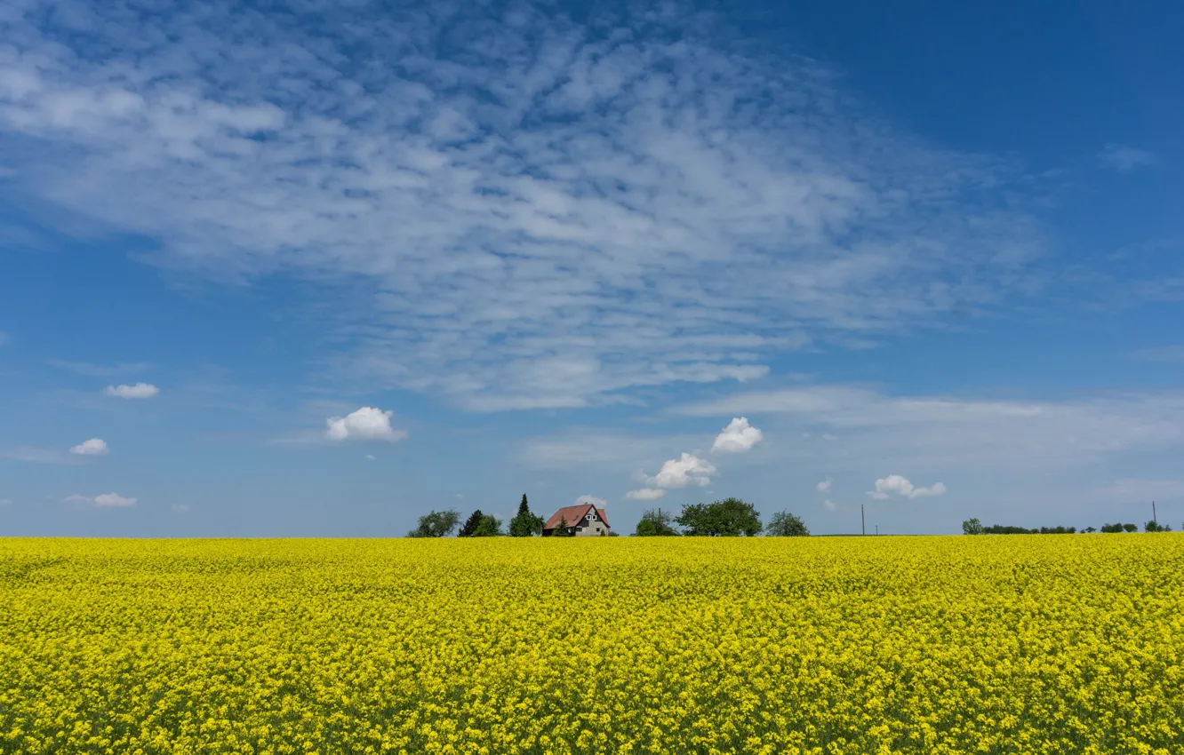 Photo wallpaper field, the sky, flowers, yellow, blue, spring, house, rape