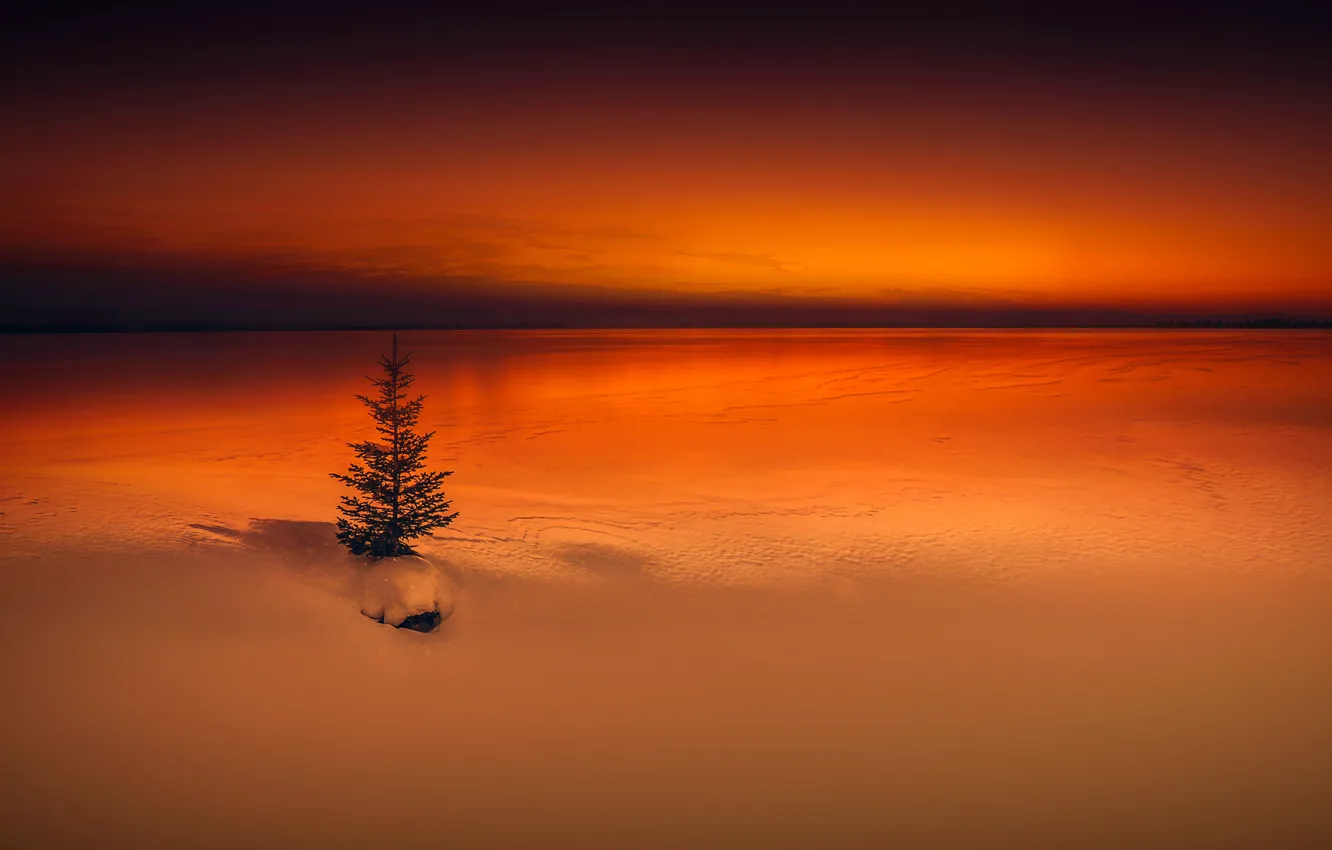 Photo wallpaper winter, night, tree