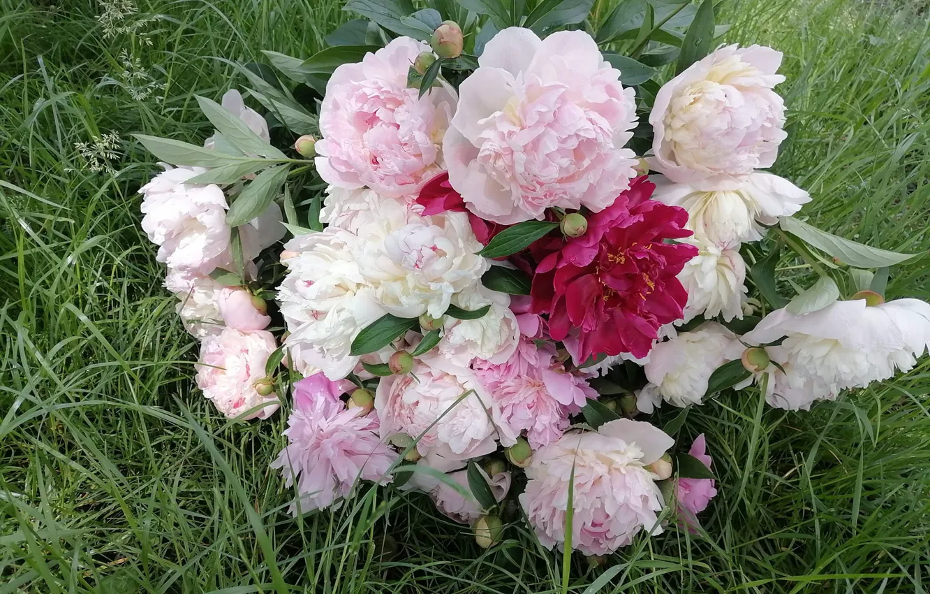 Photo wallpaper summer, peonies, June