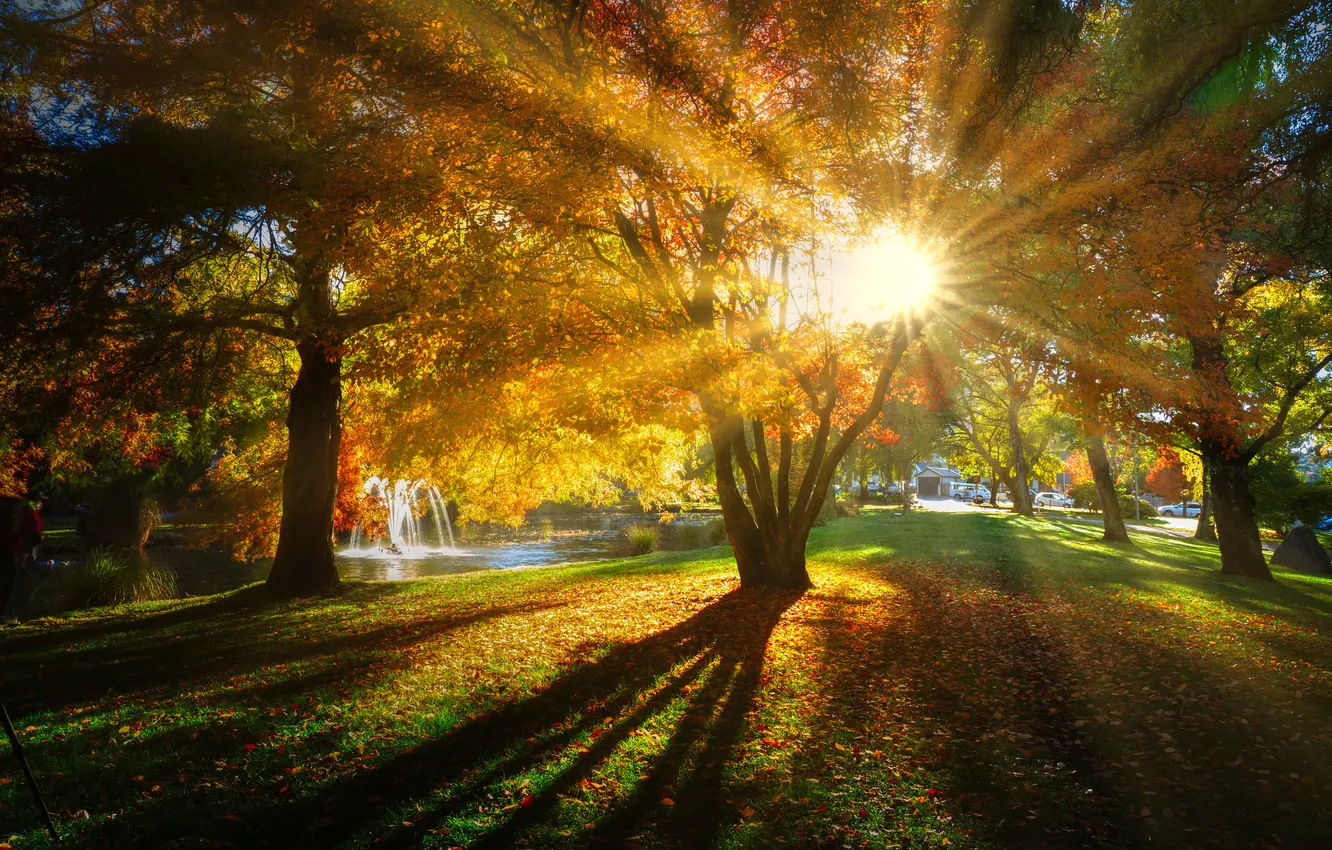 Photo wallpaper autumn, forest, the sun, nature, Park