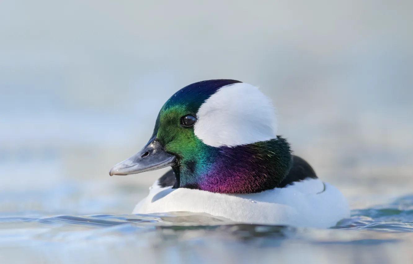 Photo wallpaper look, bird, duck, portrait, pond