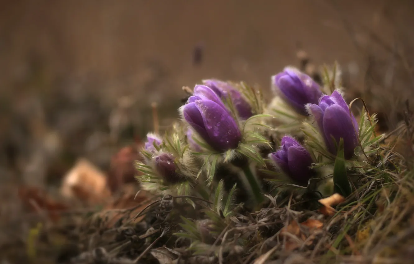 Photo wallpaper drops, macro, spring, purple, buds, anemones, sleep-grass, cross