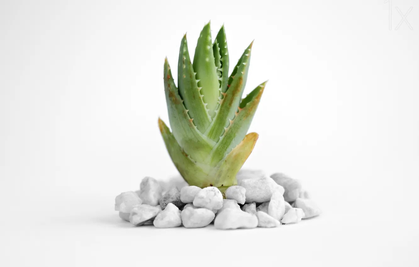 Photo wallpaper stones, stones, aloe, aloe