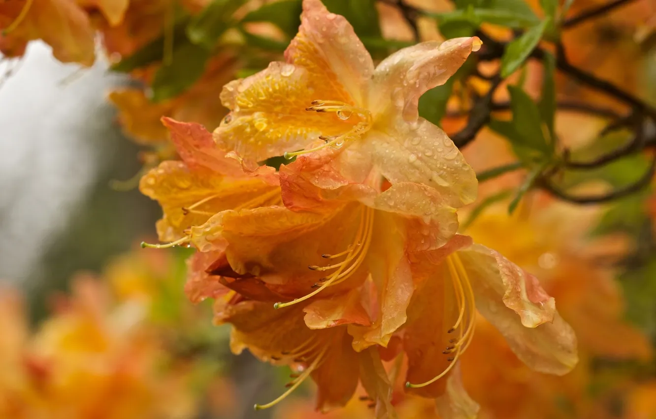 Photo wallpaper drops, macro, flowers, orange, petals
