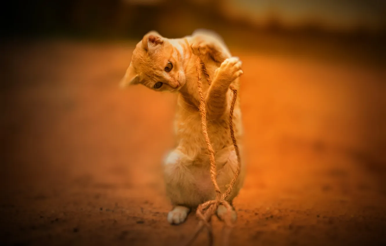 Photo wallpaper red, plays, Kote