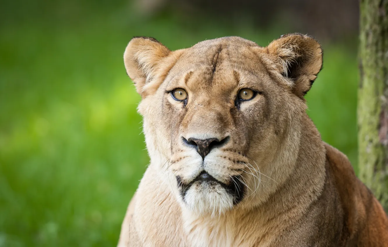 Photo wallpaper cat, face, lioness