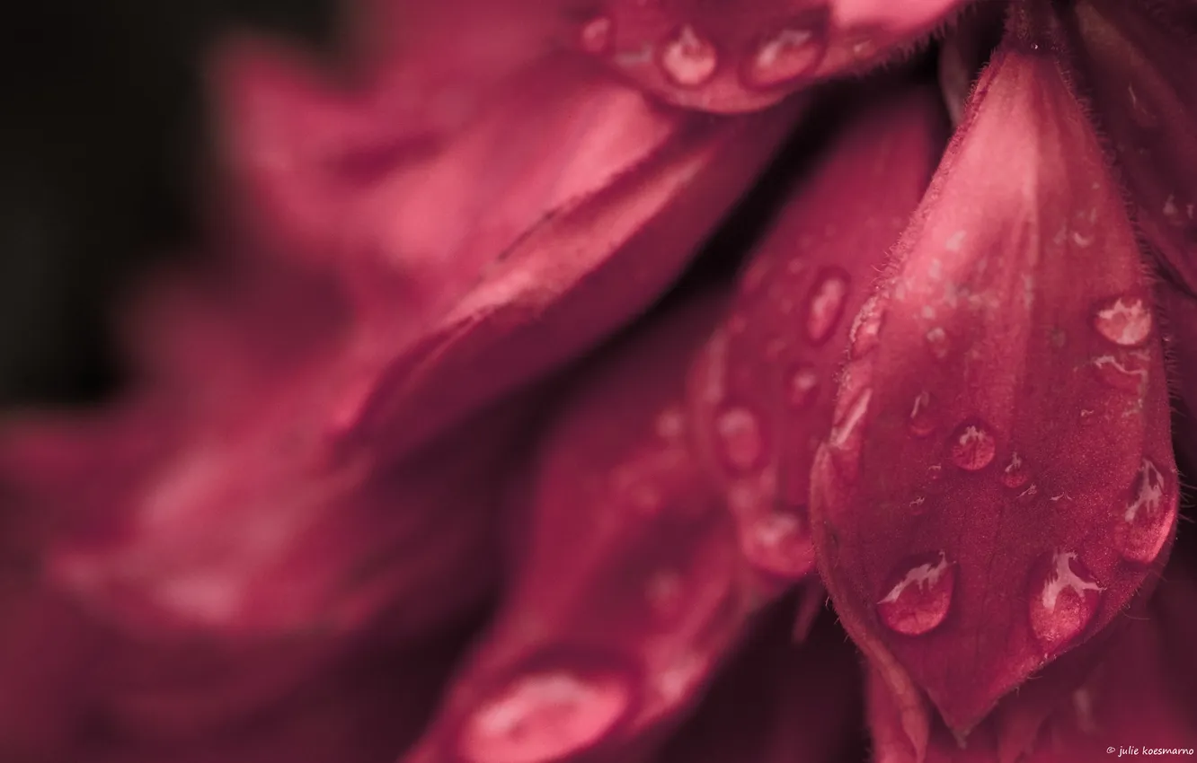 Photo wallpaper flower, drops, macro, Rosa, petals