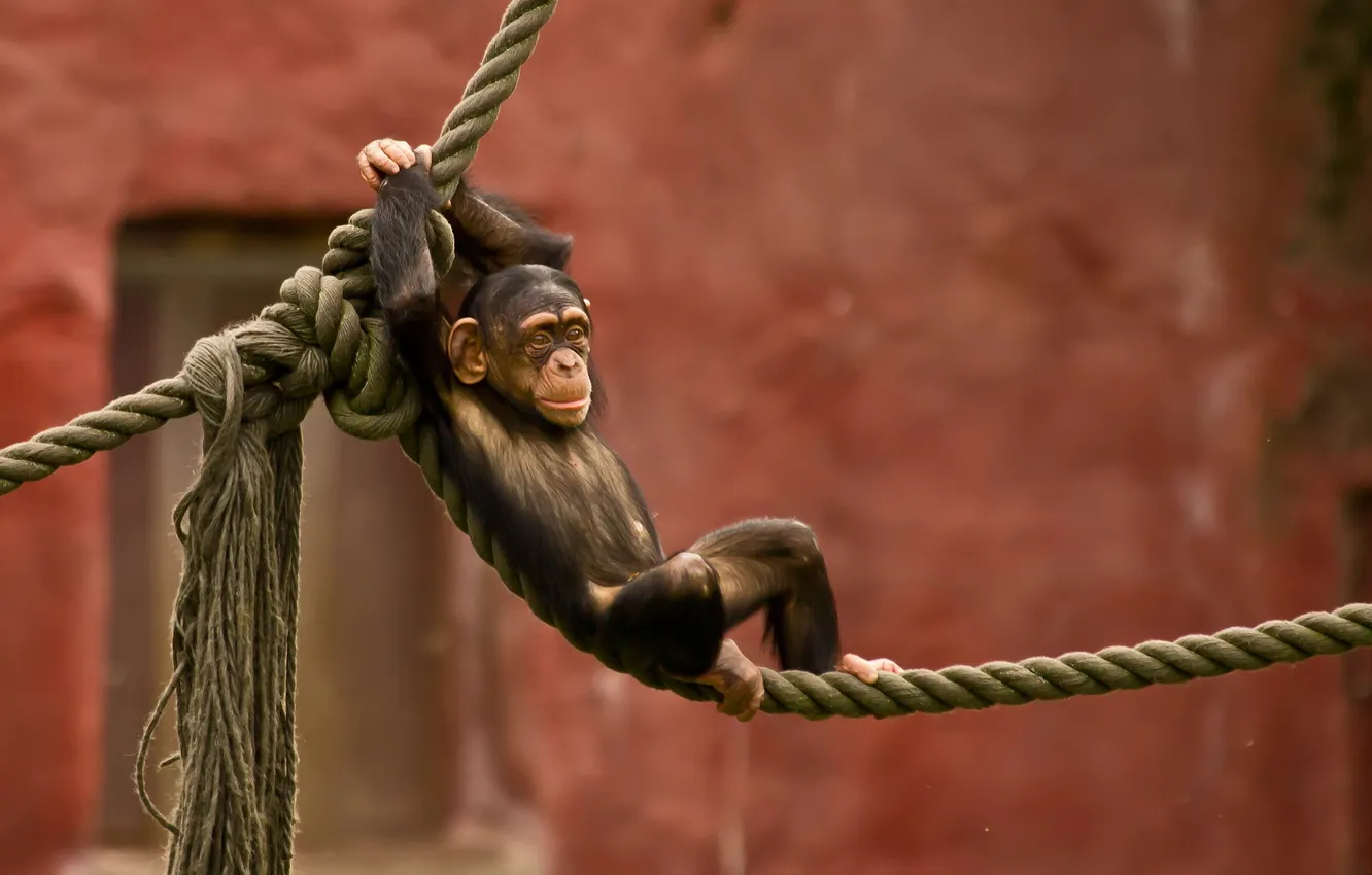 Photo wallpaper monkey, rope, zoo