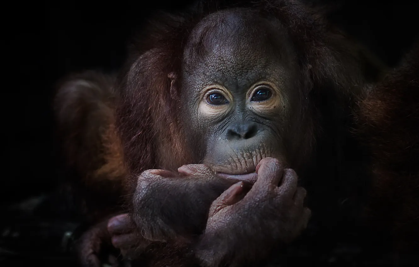 Photo wallpaper nature, monkey, the primacy of, pygmy chimpanzee