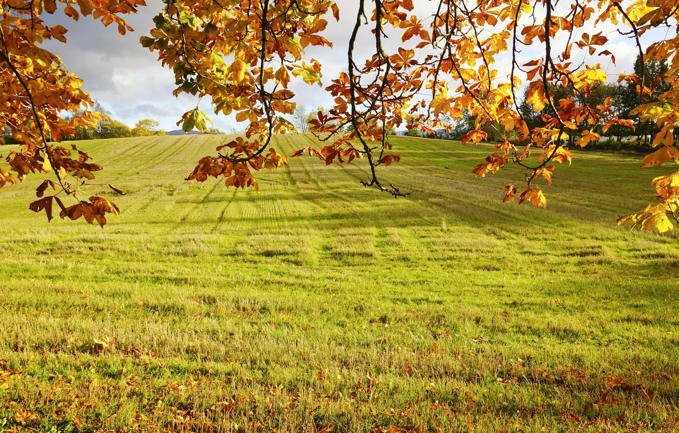 Photo wallpaper field, autumn, grass, leaves, the sun, branches