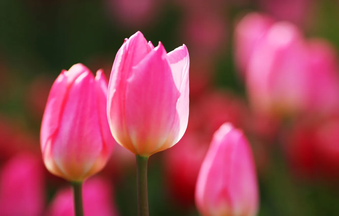 Photo wallpaper nature, spring, petals, tulips