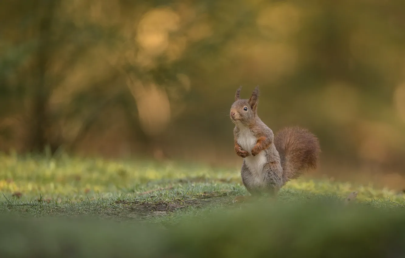 Photo wallpaper protein, red, stand, bokeh