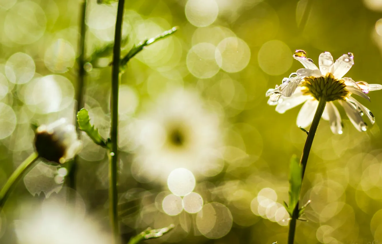 Photo wallpaper flowers, Rosa, chamomile, blur, flowers, flowers, bokeh